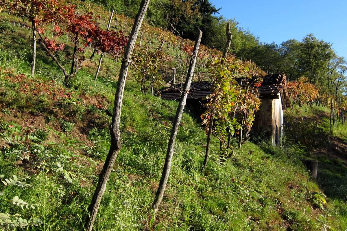 BOCA - Visita guidata in Cantina e Degustazione - Visita Guidata in cantina e degu